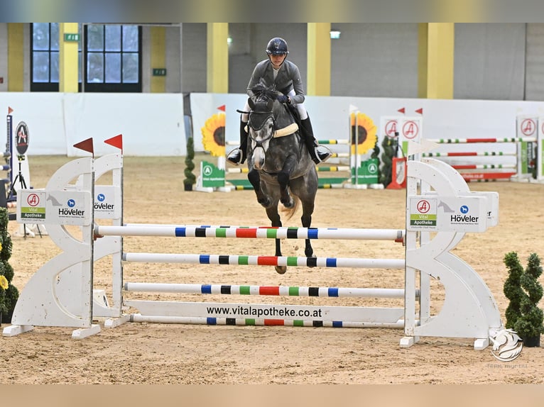Cheval de sport irlandais Jument 8 Ans 162 cm Gris in Inzing