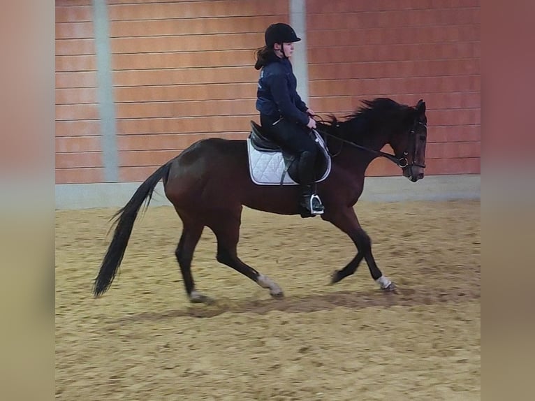 Cheval de sport irlandais Jument 8 Ans 164 cm Bai in Lage