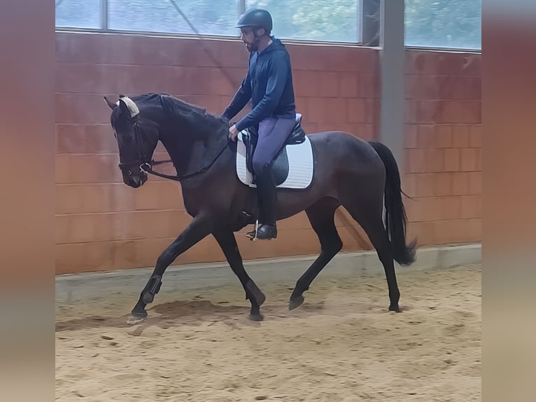 Cheval de sport irlandais Jument 8 Ans 165 cm Bai in Lage