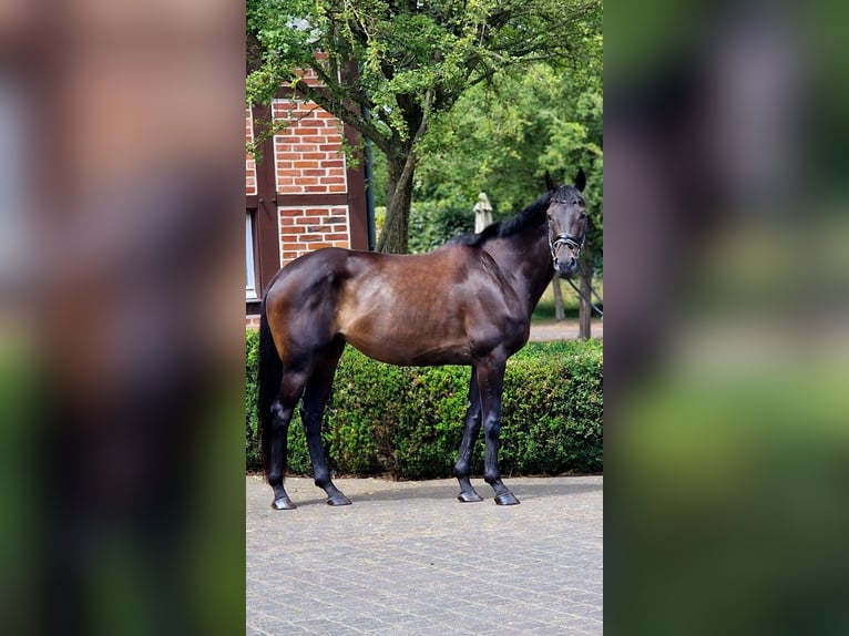 Cheval de sport irlandais Jument 8 Ans 166 cm Bai brun in Warendorf