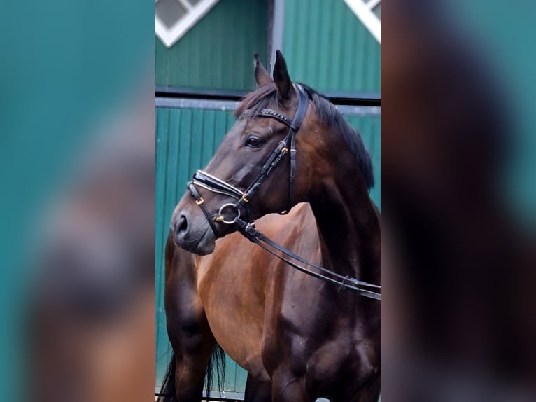 Cheval de sport irlandais Jument 8 Ans 166 cm Bai brun in Warendorf