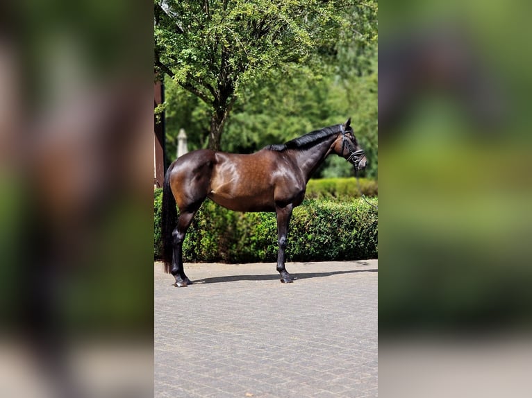 Cheval de sport irlandais Jument 8 Ans 166 cm Bai brun in Warendorf