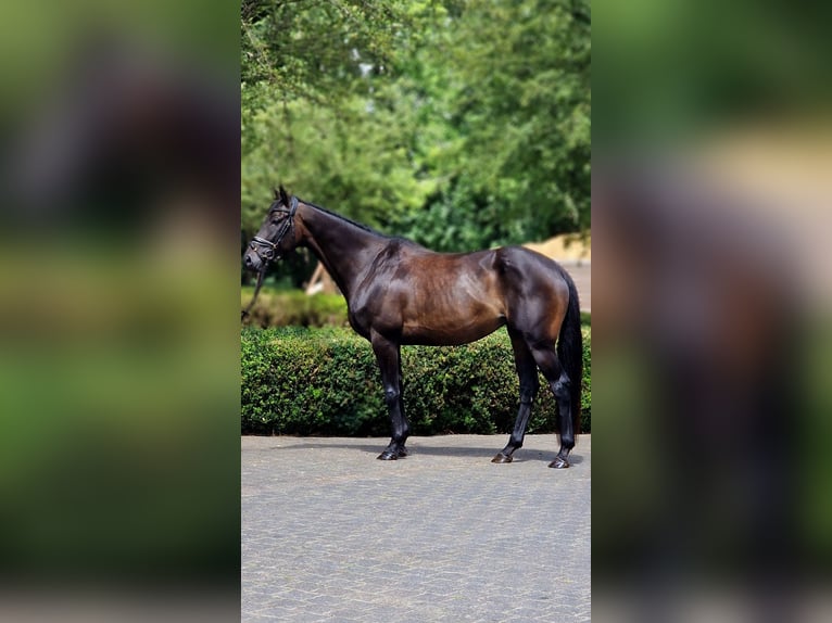 Cheval de sport irlandais Jument 8 Ans 166 cm Bai brun in Warendorf