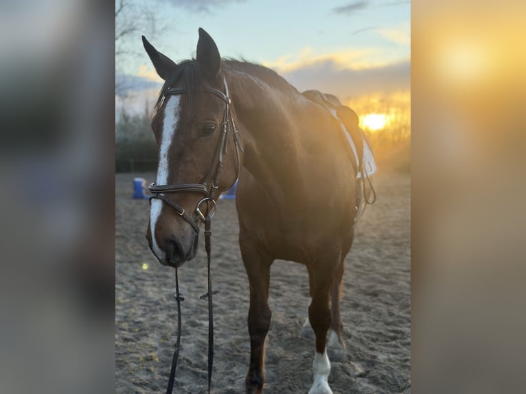 Cheval de sport irlandais Jument 8 Ans 168 cm Alezan brûlé in Trebbin