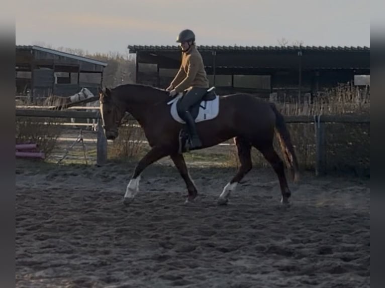 Cheval de sport irlandais Jument 8 Ans 168 cm Alezan brûlé in Trebbin