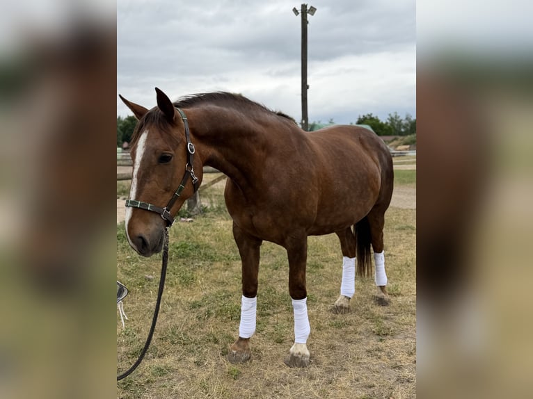 Cheval de sport irlandais Jument 8 Ans 168 cm Alezan brûlé in Trebbin