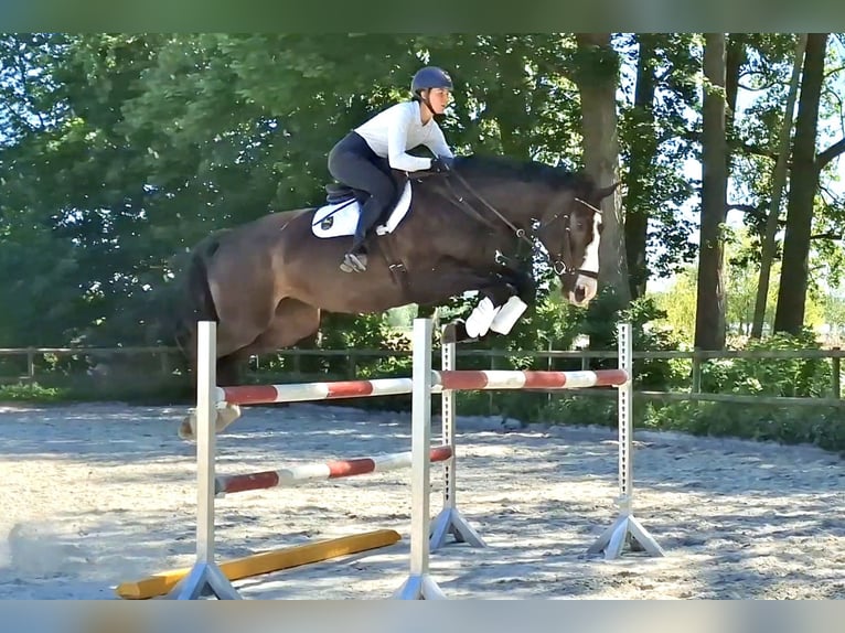 Cheval de sport irlandais Jument 8 Ans 174 cm Bai brun foncé in Salzhausen