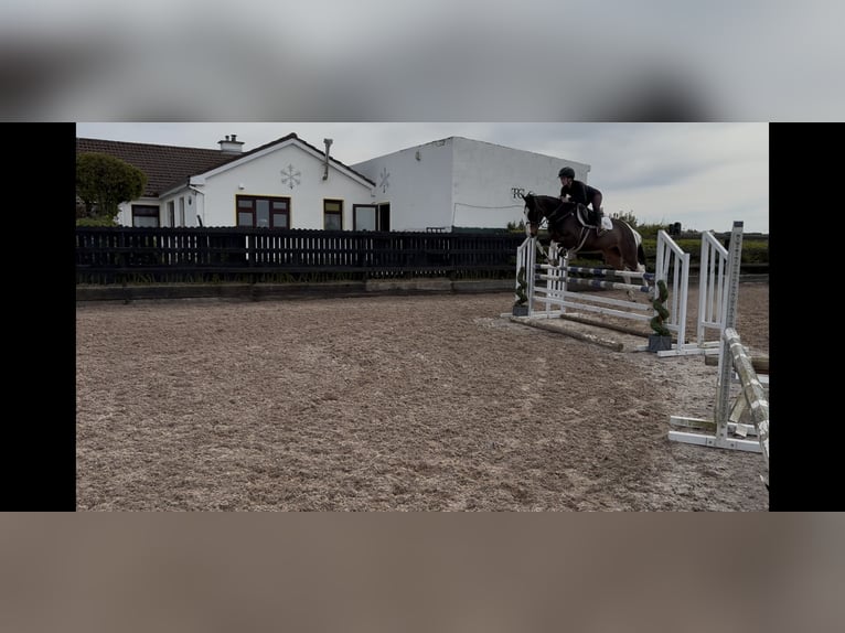 Cheval de sport irlandais Jument 9 Ans 148 cm Tovero-toutes couleurs in Sligo