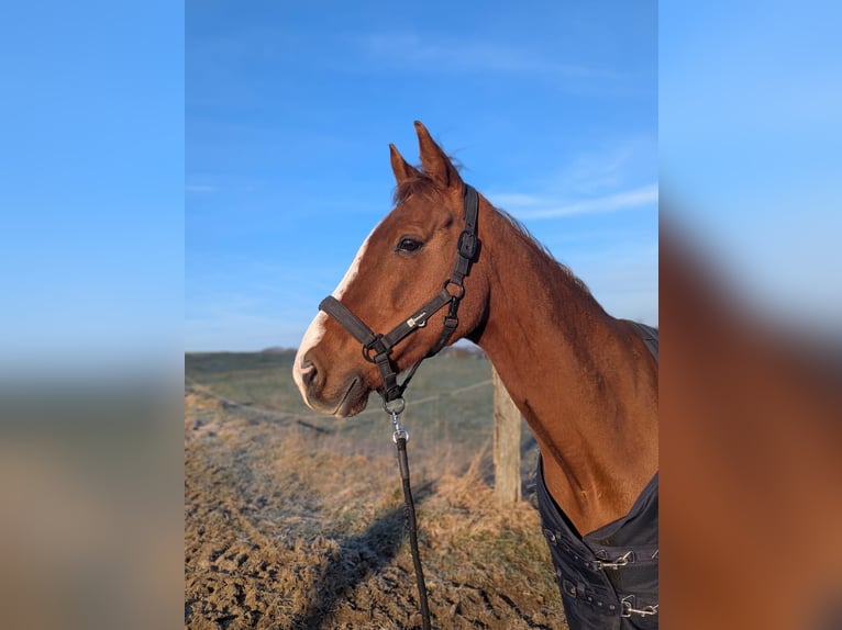 Cheval de sport irlandais Jument 9 Ans 155 cm Alezan in Ratingen