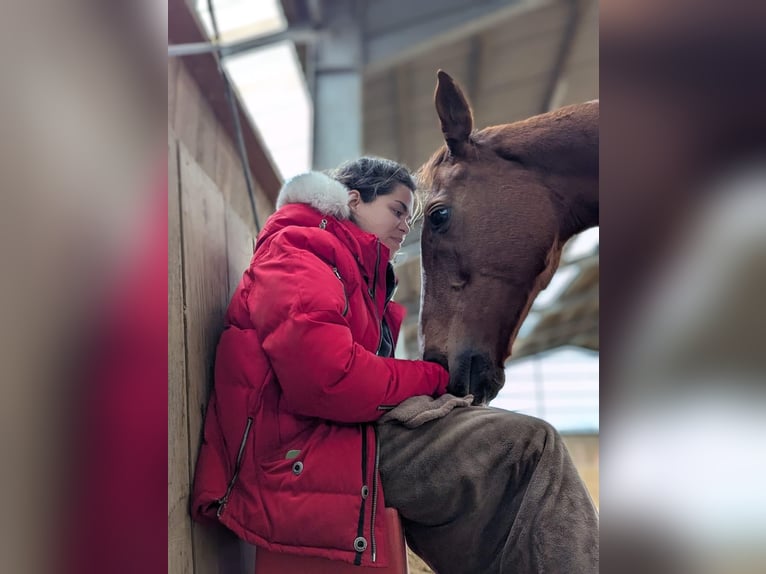 Cheval de sport irlandais Jument 9 Ans 155 cm Alezan in Ratingen
