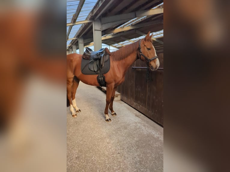 Cheval de sport irlandais Jument 9 Ans 155 cm Alezan in Ratingen