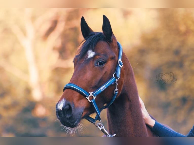 Cheval de sport irlandais Croisé Jument 9 Ans 155 cm Pinto in Bad Waldsee
