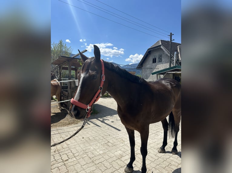 Cheval de sport irlandais Jument 9 Ans 157 cm Bai brun in Hermagor