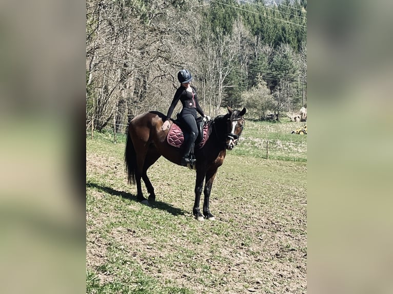 Cheval de sport irlandais Jument 9 Ans 157 cm Bai brun in Hermagor