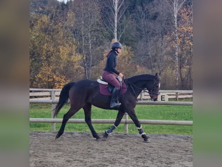 Cheval de sport irlandais Jument 9 Ans 160 cm Bai brun in Gummern