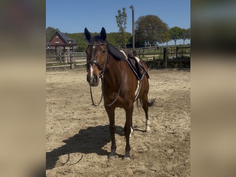 Cheval de sport irlandais Jument 9 Ans 160 cm Bai in Bottrop