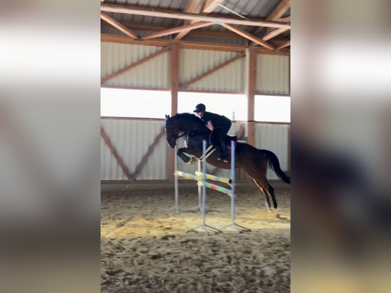 Cheval de sport irlandais Jument 9 Ans 160 cm Bai in Rottweil