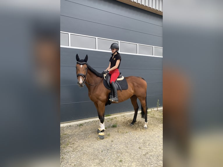 Cheval de sport irlandais Jument 9 Ans 160 cm Bai in Rottweil