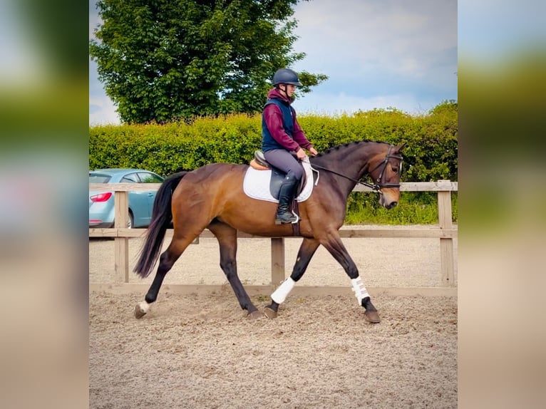 Cheval de sport irlandais Jument 9 Ans 161 cm Bai cerise in grantham, lincs