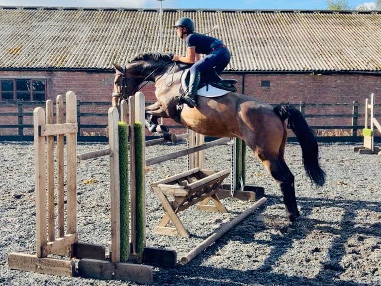 Cheval de sport irlandais Jument 9 Ans 163 cm Bai cerise in grantham, Lincs