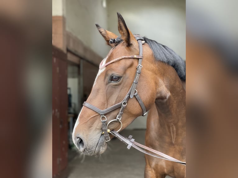Cheval de sport irlandais Jument 9 Ans 164 cm Bai in Bredebro