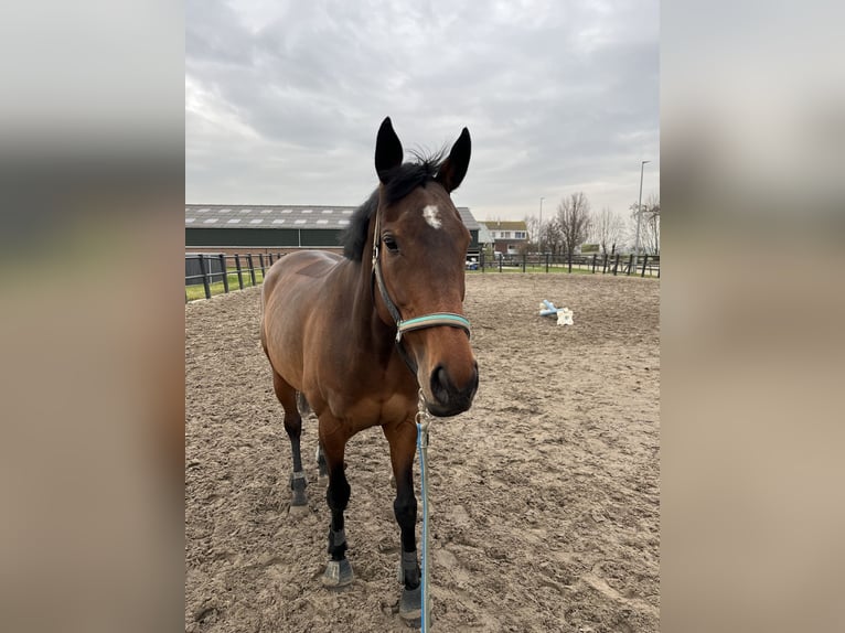 Cheval de sport irlandais Jument 9 Ans 165 cm Bai in Aarlanderveen