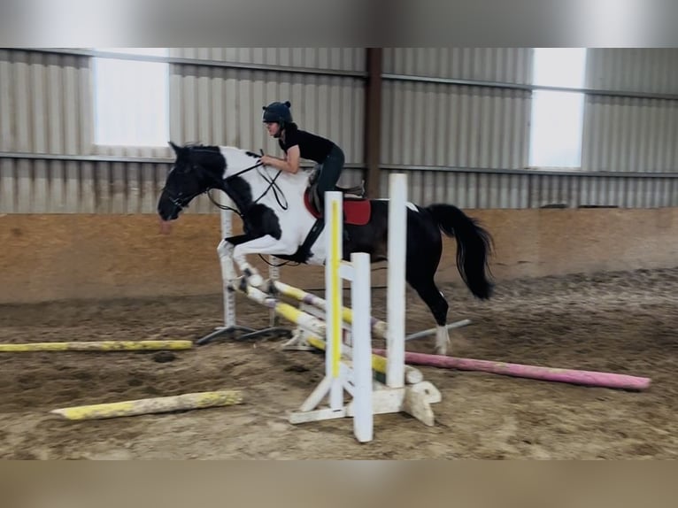 Cheval de sport irlandais Jument 9 Ans 165 cm Léopard in Sligo