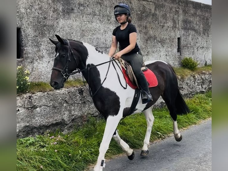 Cheval de sport irlandais Jument 9 Ans 165 cm Léopard in Sligo