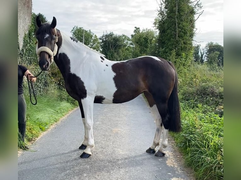 Cheval de sport irlandais Jument 9 Ans 165 cm Léopard in Sligo