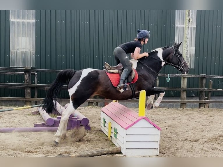 Cheval de sport irlandais Jument 9 Ans 165 cm Léopard in Sligo