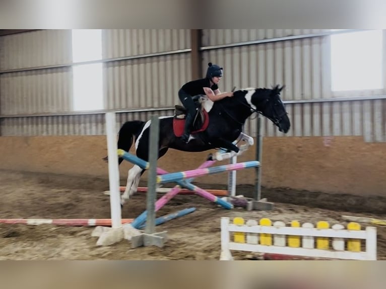 Cheval de sport irlandais Jument 9 Ans 165 cm Léopard in Sligo