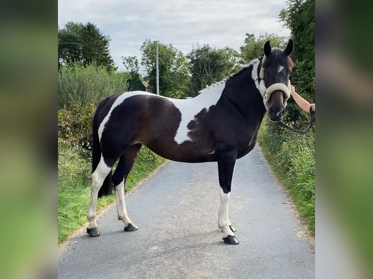 Cheval de sport irlandais Jument 9 Ans 165 cm Léopard in Sligo