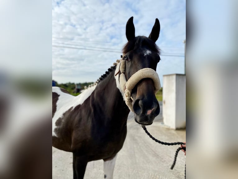 Cheval de sport irlandais Jument 9 Ans 165 cm Léopard in Sligo