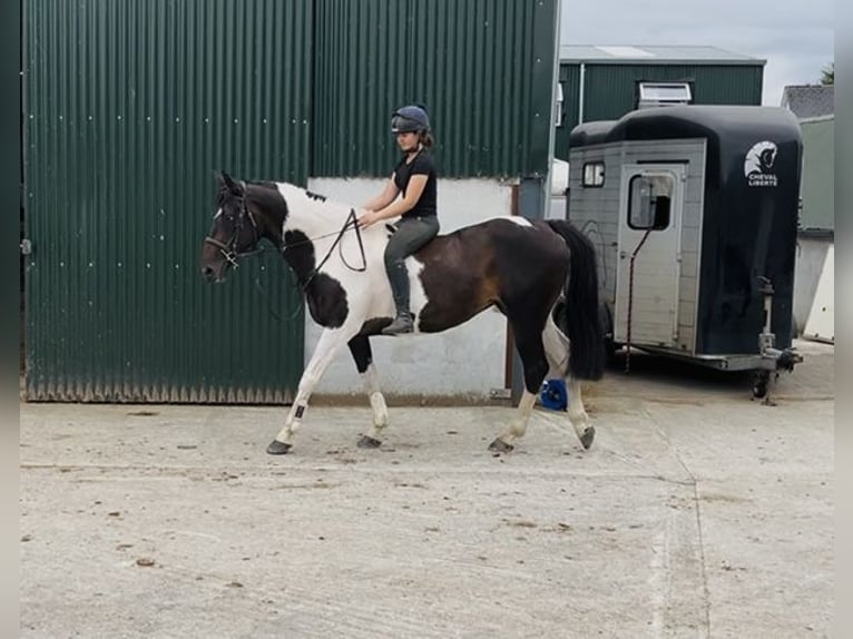 Cheval de sport irlandais Jument 9 Ans 165 cm Léopard in Sligo