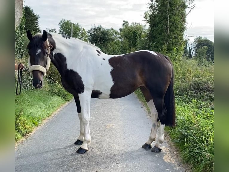 Cheval de sport irlandais Jument 9 Ans 165 cm Léopard in Sligo