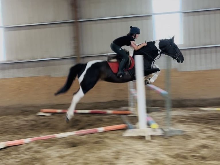 Cheval de sport irlandais Jument 9 Ans 165 cm Léopard in Sligo