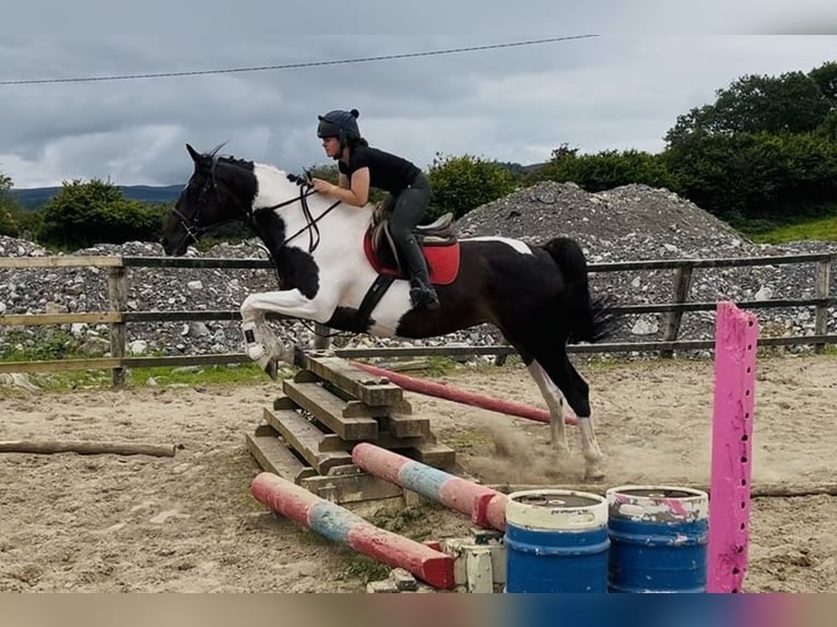 Cheval de sport irlandais Jument 9 Ans 165 cm Léopard in Sligo
