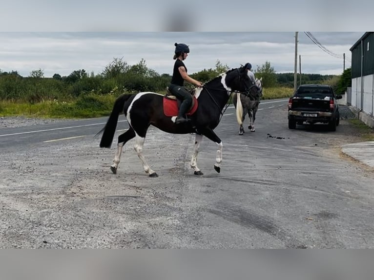 Cheval de sport irlandais Jument 9 Ans 165 cm Léopard in Sligo