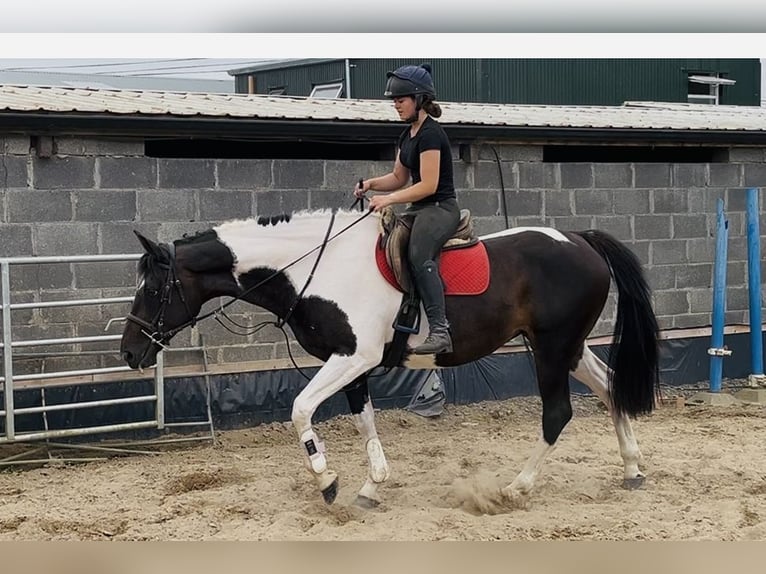 Cheval de sport irlandais Jument 9 Ans 165 cm Léopard in Sligo
