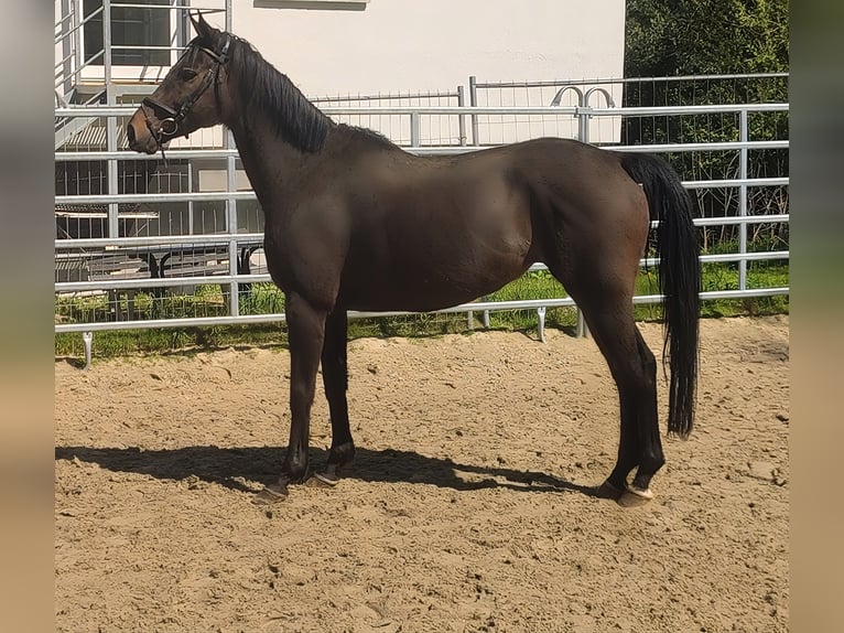 Cheval de sport irlandais Jument 9 Ans Bai brun foncé in Blomberg