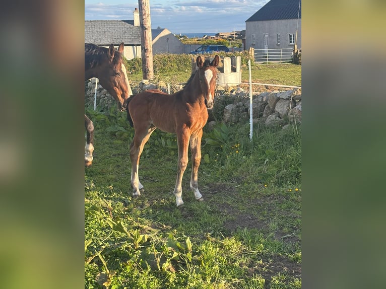 Cheval de sport irlandais Jument Poulain (01/2026) Bai cerise in Newry