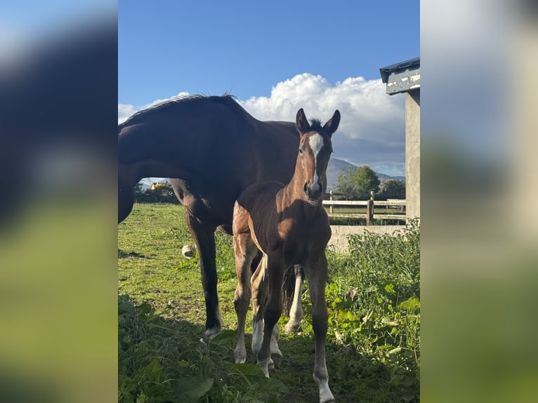 Cheval de sport irlandais Jument Poulain (01/2026) Bai cerise in Newry