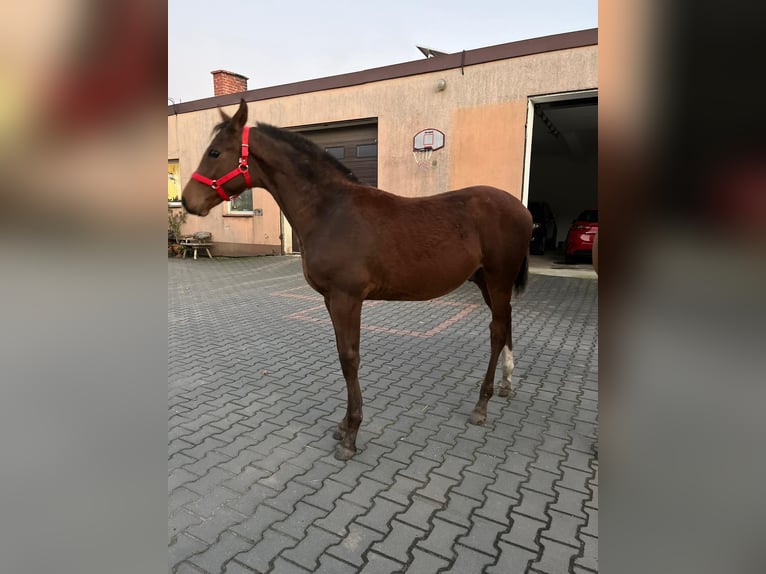 Cheval de sport polonais Étalon 1 Année 140 cm Bai in Chodów