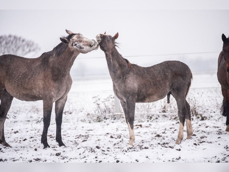 Cheval de sport polonais Étalon 1 Année 142 cm Gris in Helenów