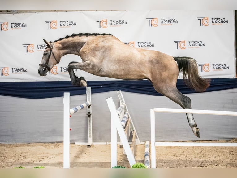 Cheval de sport polonais Étalon 1 Année 142 cm Gris in Helenów