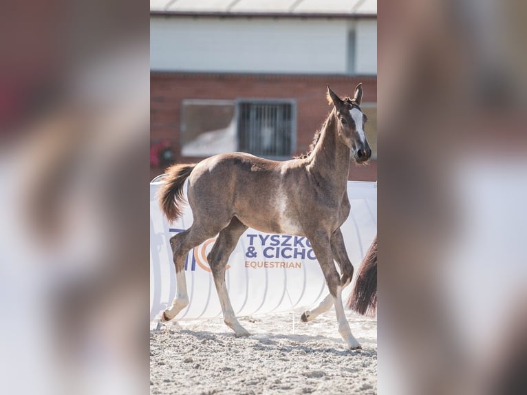 Cheval de sport polonais Étalon 1 Année 142 cm Gris in Helenów