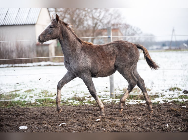 Cheval de sport polonais Étalon 1 Année 142 cm Gris in Helenów