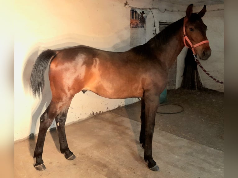 Cheval de sport polonais Étalon 1 Année 150 cm Bai in Kiełp