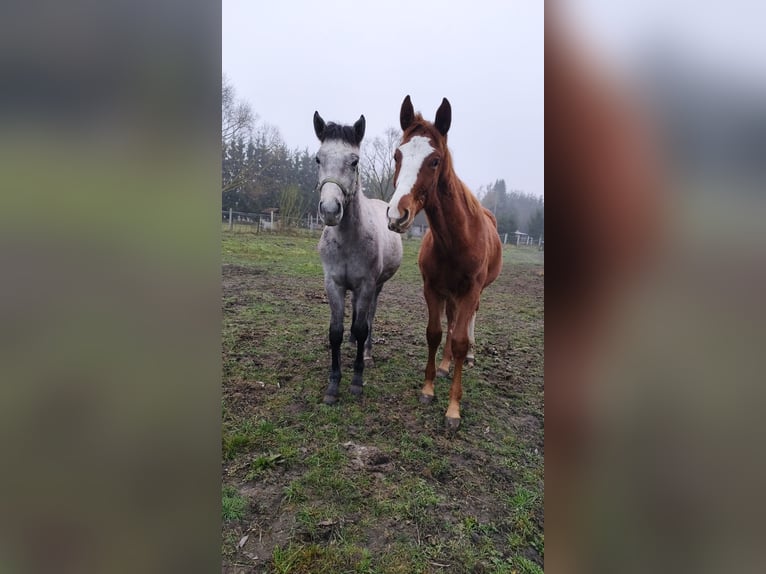Cheval de sport polonais Étalon 1 Année 155 cm Alezan in Gorzów Wielkopolski