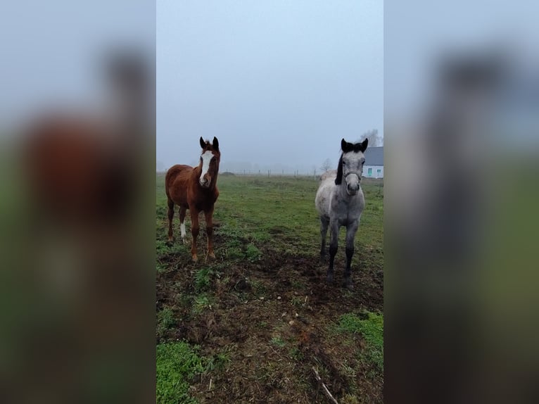 Cheval de sport polonais Étalon 1 Année 155 cm Alezan in Gorzów Wielkopolski